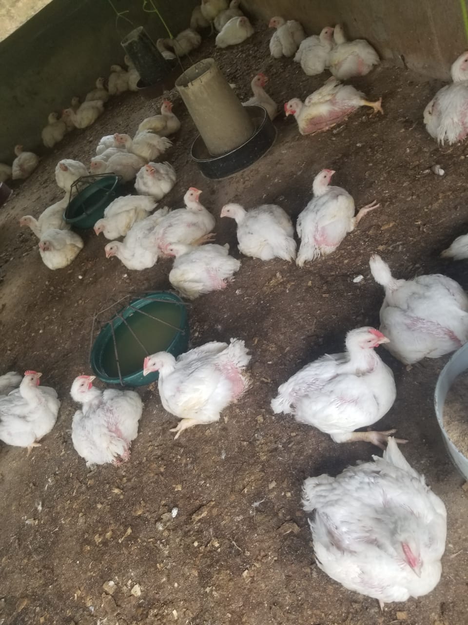 Onyibest Farms